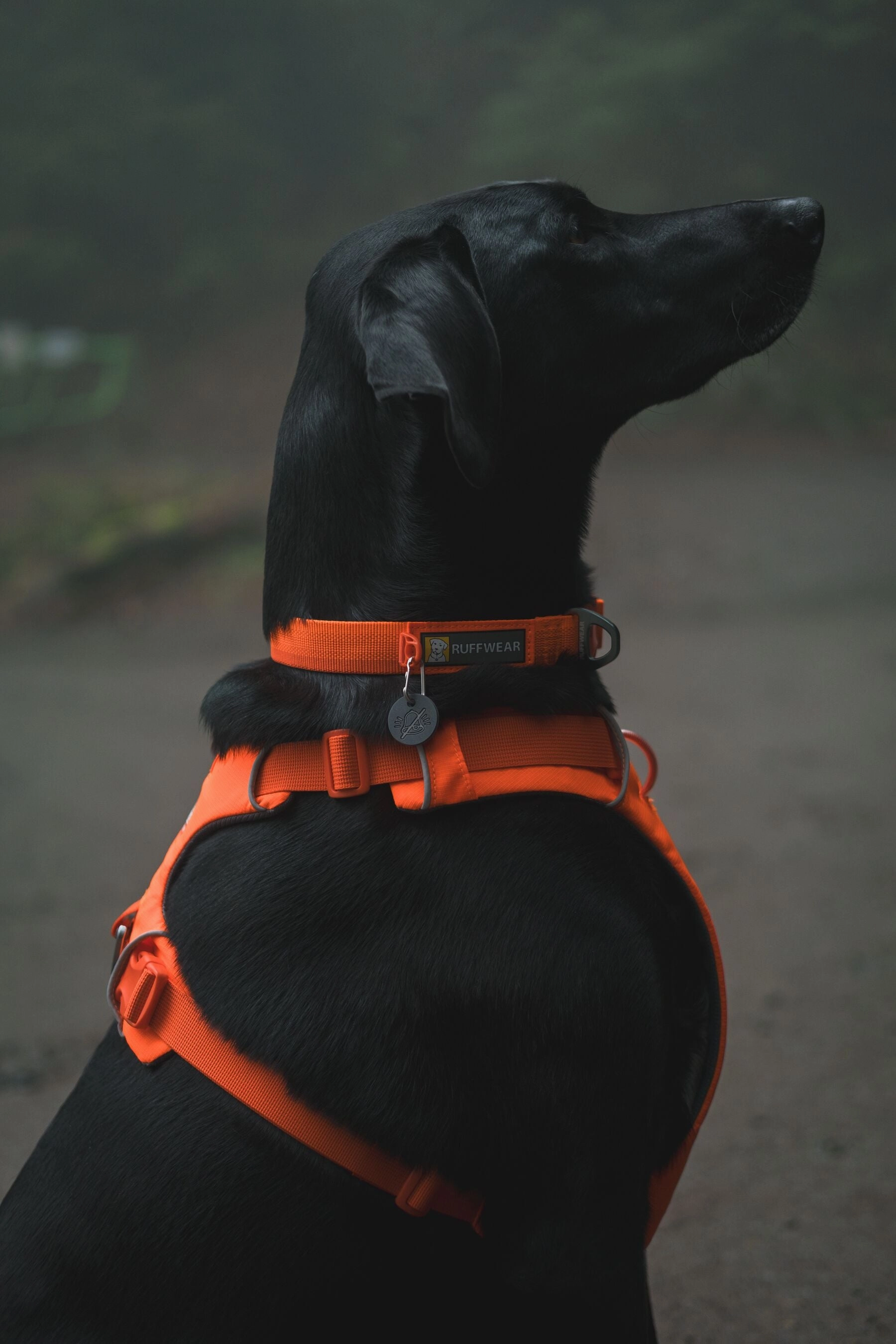 Ruffwear Front Range? Soft & Durable Everyday Dog Collar (Blaze Orange)