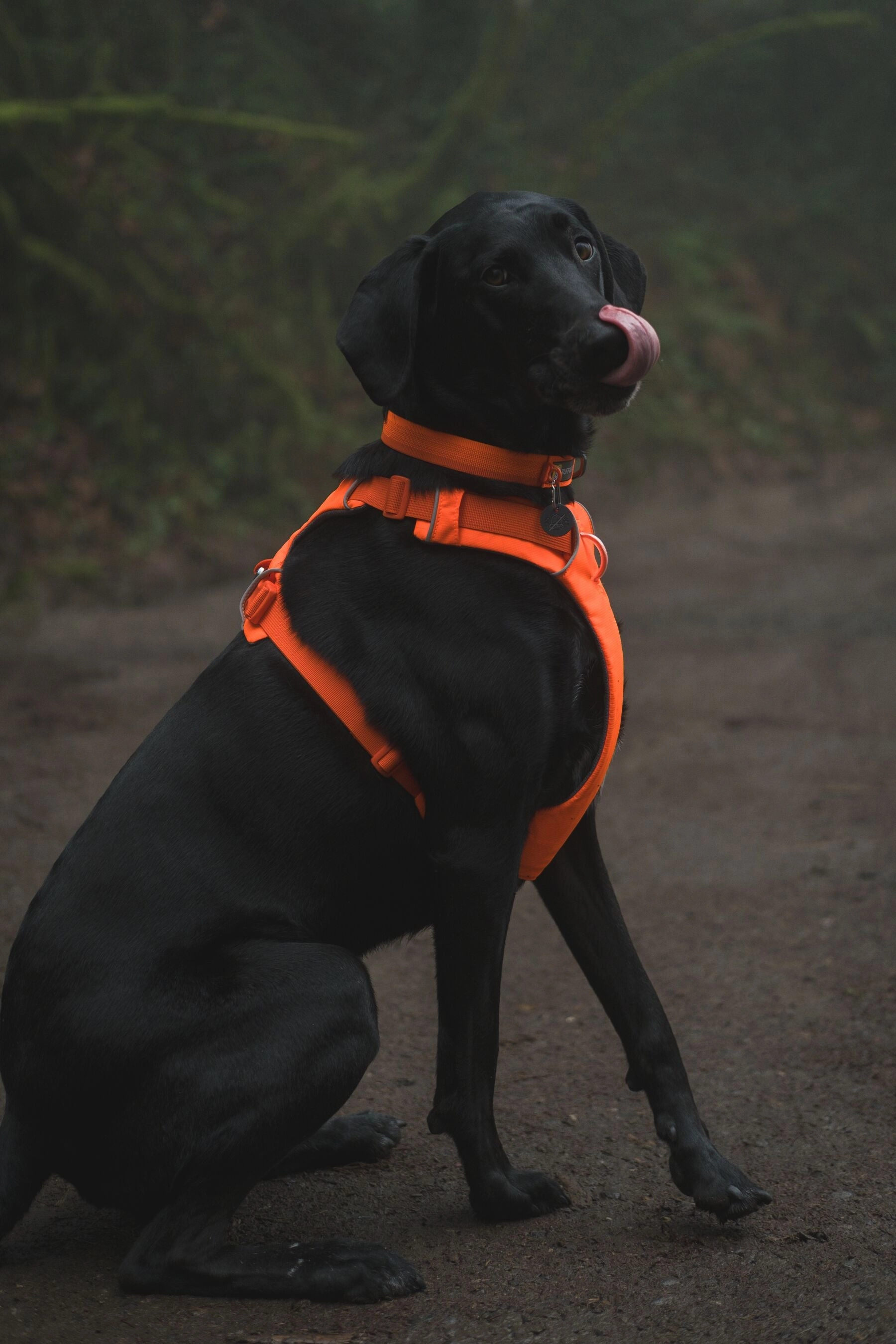 Ruffwear Front Range? Soft & Durable Everyday Dog Collar (Blaze Orange)