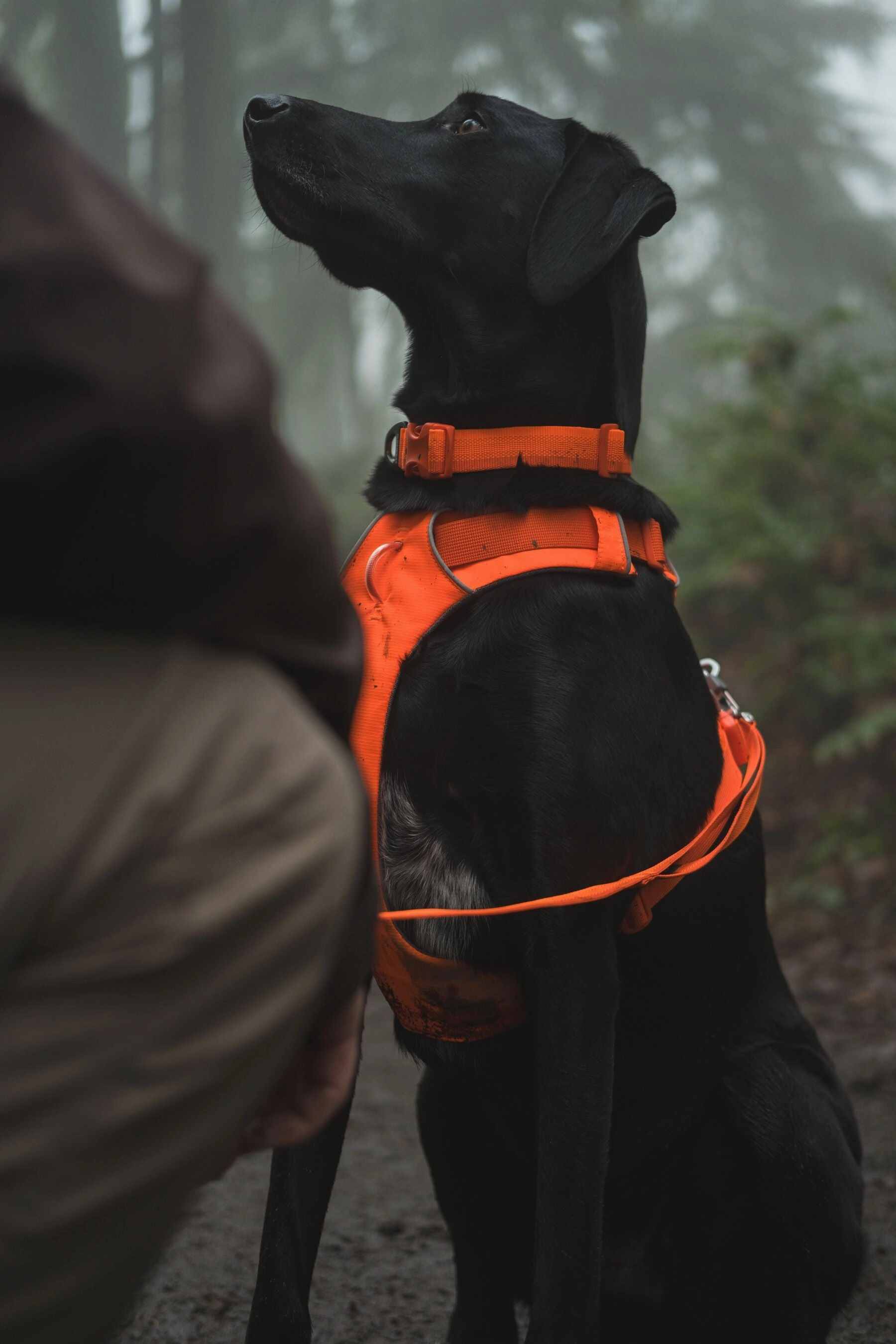 Ruffwear Front Range? Soft & Durable Everyday Dog Collar (Blaze Orange)