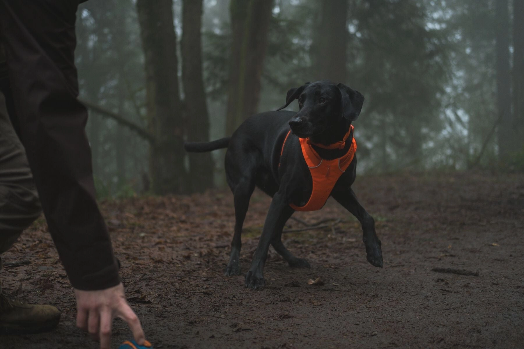 Ruffwear Front Range? Soft & Durable Everyday Dog Collar (Blaze Orange)