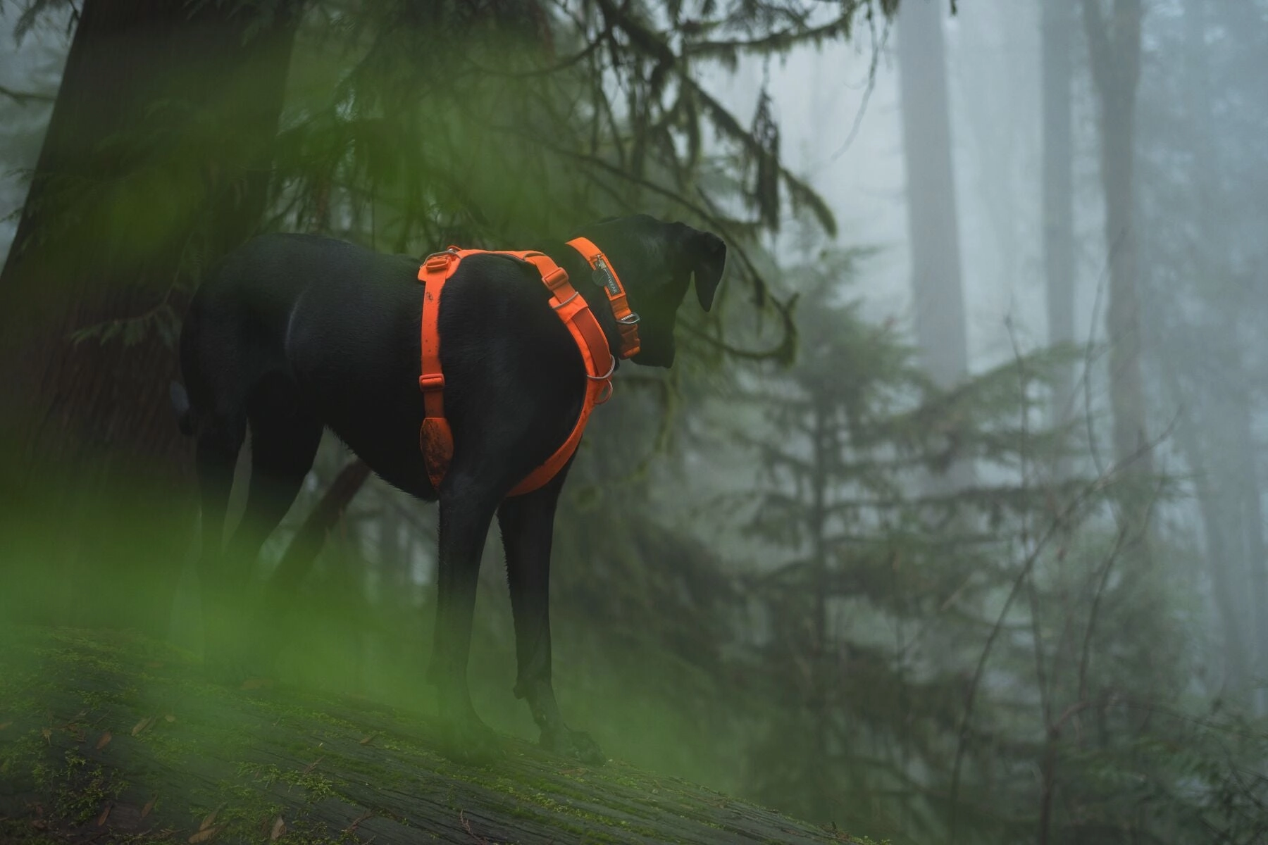 Ruffwear Front Range? Soft & Durable Everyday Dog Collar (Blaze Orange)