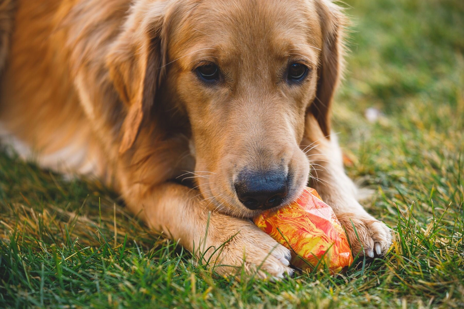 Ruffwear Gnawt-a-Cone Natural Rubber Treat Dispenser Throw Dog Toy (Salamander Orange)