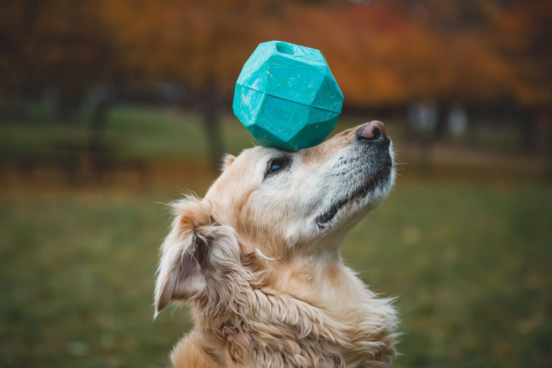 Ruffwear Gnawt-a-Rock Natural Rubber Treat Dispenser Throw Dog Toy (Glacial Blue)