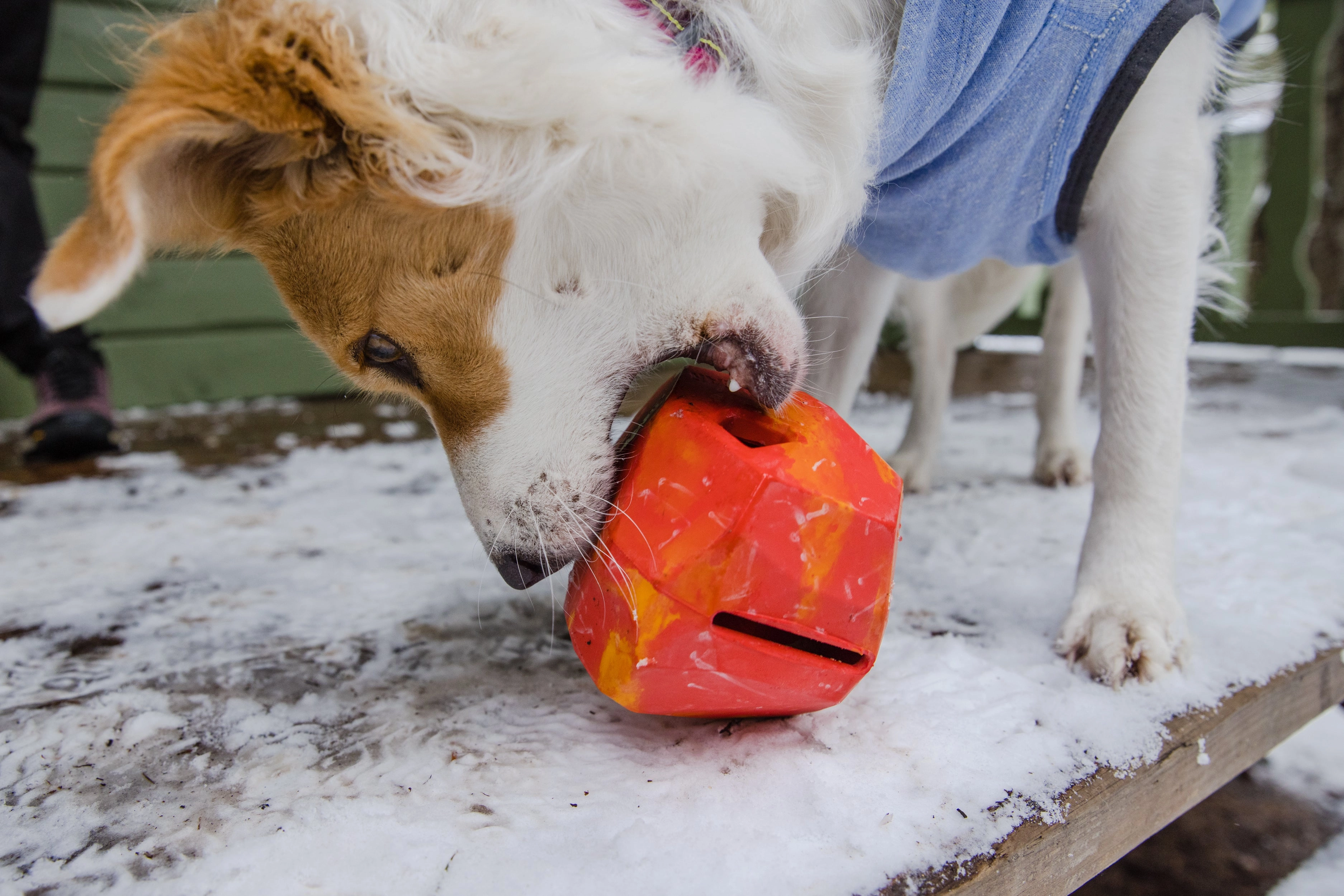 Ruffwear Gnawt-a-Rock Natural Rubber Treat Dispenser Throw Dog Toy (Salamander Orange)