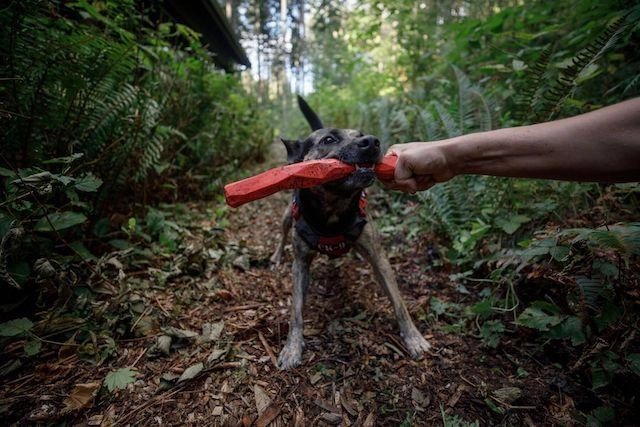 Ruffwear Gnawt-a-Stick Rubber Floating Fetch Dog Toy