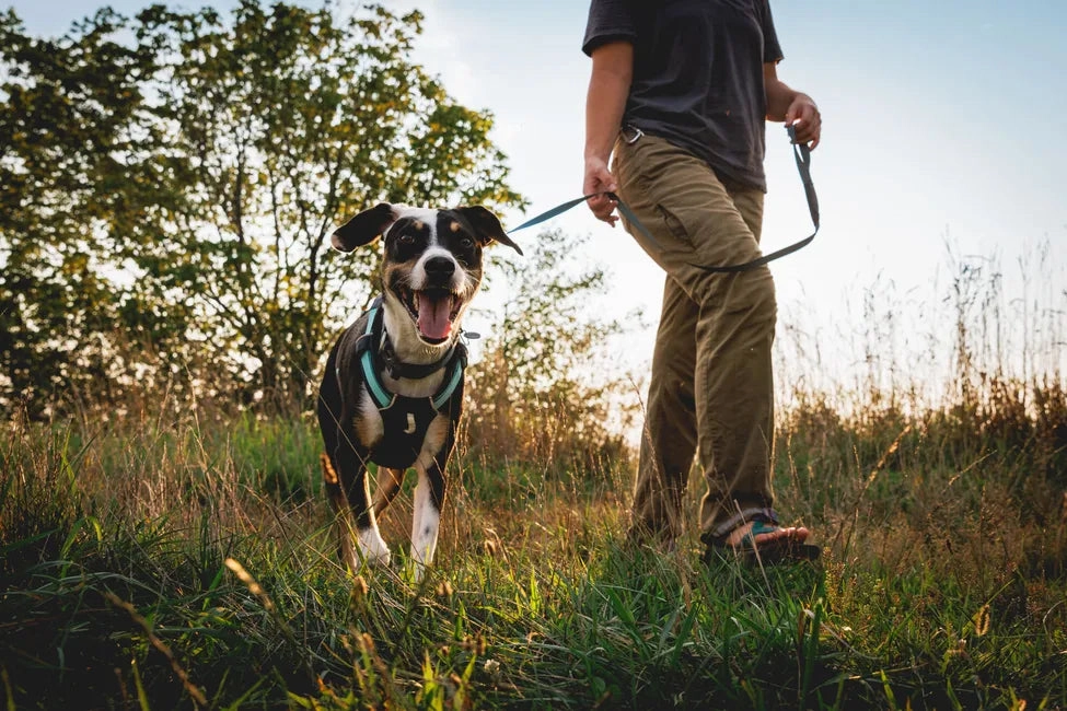 Ruffwear Hi & Light? Lightweight Dog Harness (Basalt Gray)