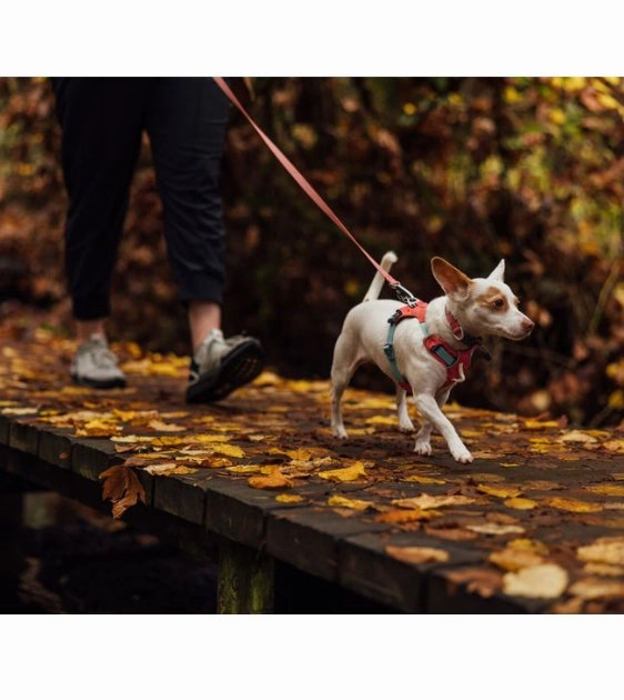 Ruffwear Hi & Light? Lightweight Dog Harness (Blue Dusk)