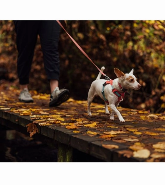 Ruffwear Hi & Light? Lightweight Dog Harness (Sage Green)
