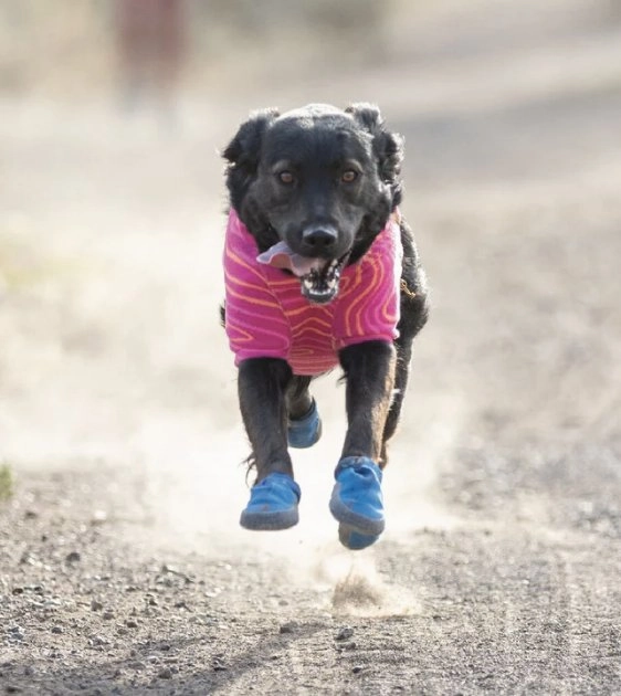 Ruffwear Hi & Light Trail Dog Shoes (Blue Pool)