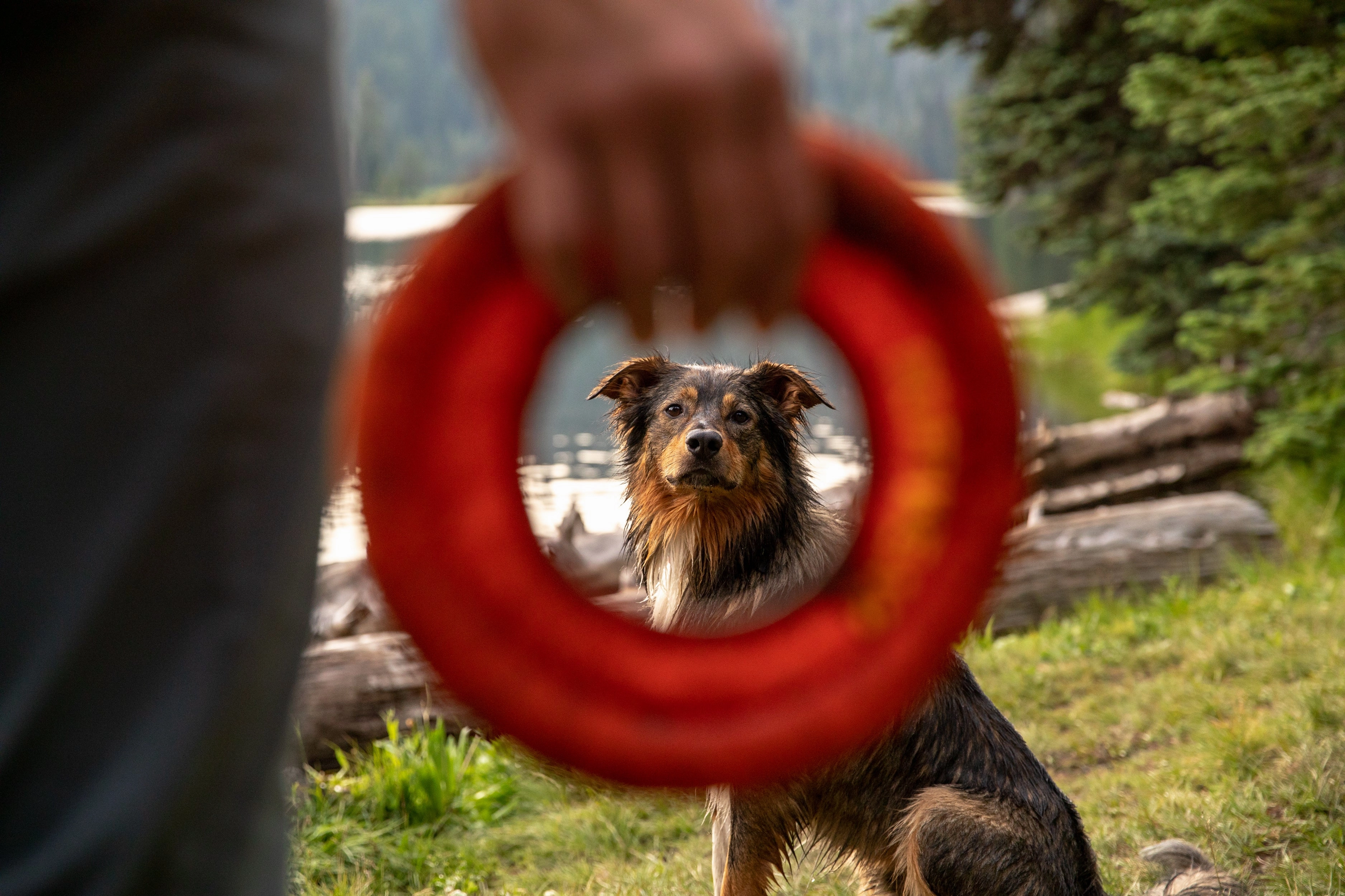 Ruffwear Hydro Plane High-Floating Foam Tug & Fetch Toy Fetch Dog Toy (Tangelo Orange)