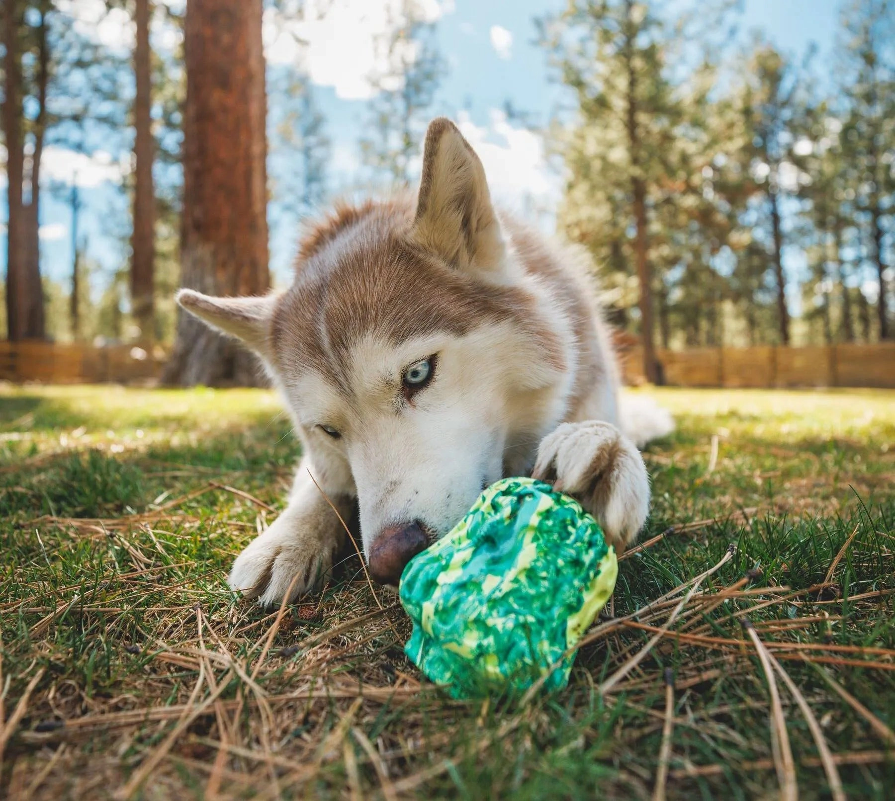 Ruffwear Morel Chew Resistant Treat Dispensing Dog Toy (Gray Sky)