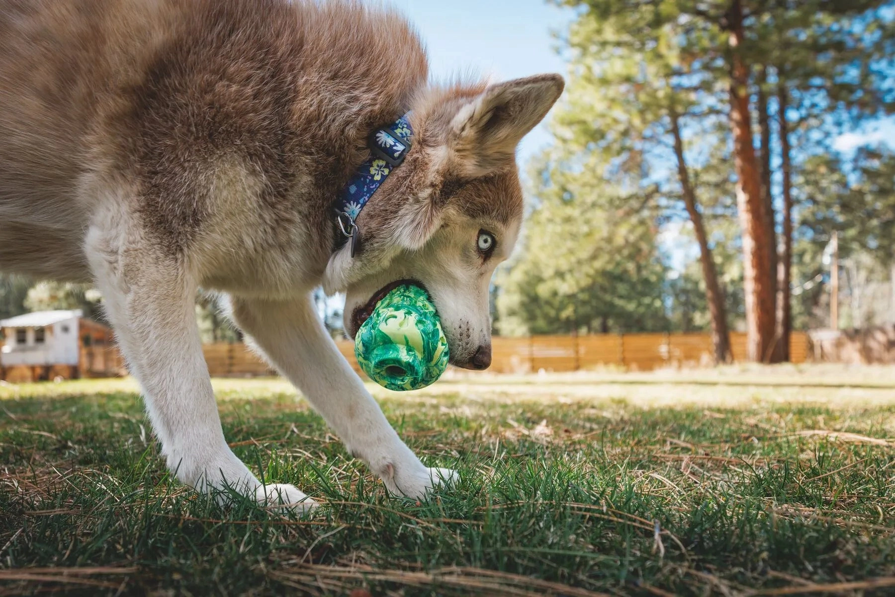 Ruffwear Morel Chew Resistant Treat Dispensing Dog Toy (Moss Green)