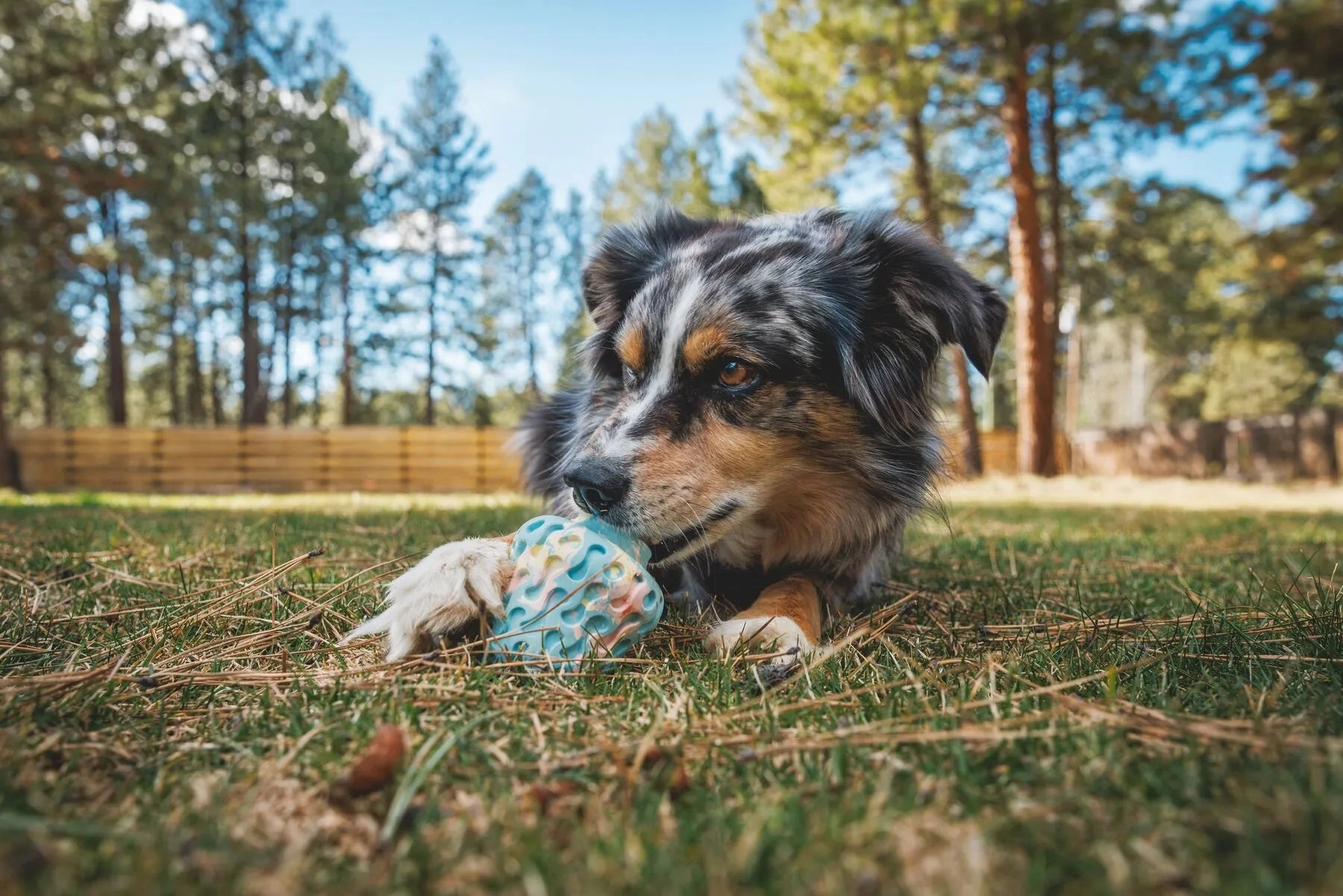 Ruffwear Morel Chew Resistant Treat Dispensing Dog Toy (Moss Green)