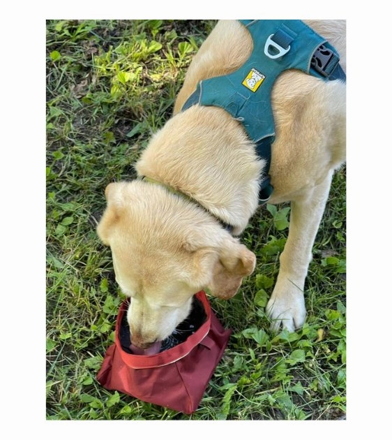 Ruffwear Quencher Collapsible Food & Water (Tumalo Teal) Dog Bowl