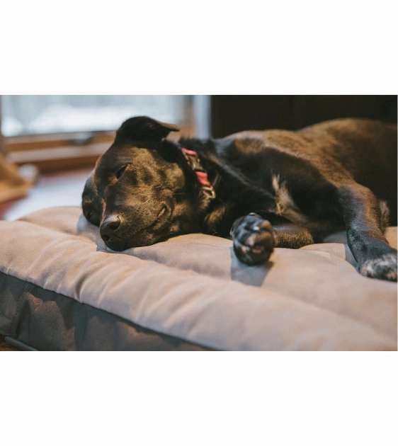 Ruffwear Restcycle Home & Outdoor Dog Bed With Handle (Cloudburst Gray)
