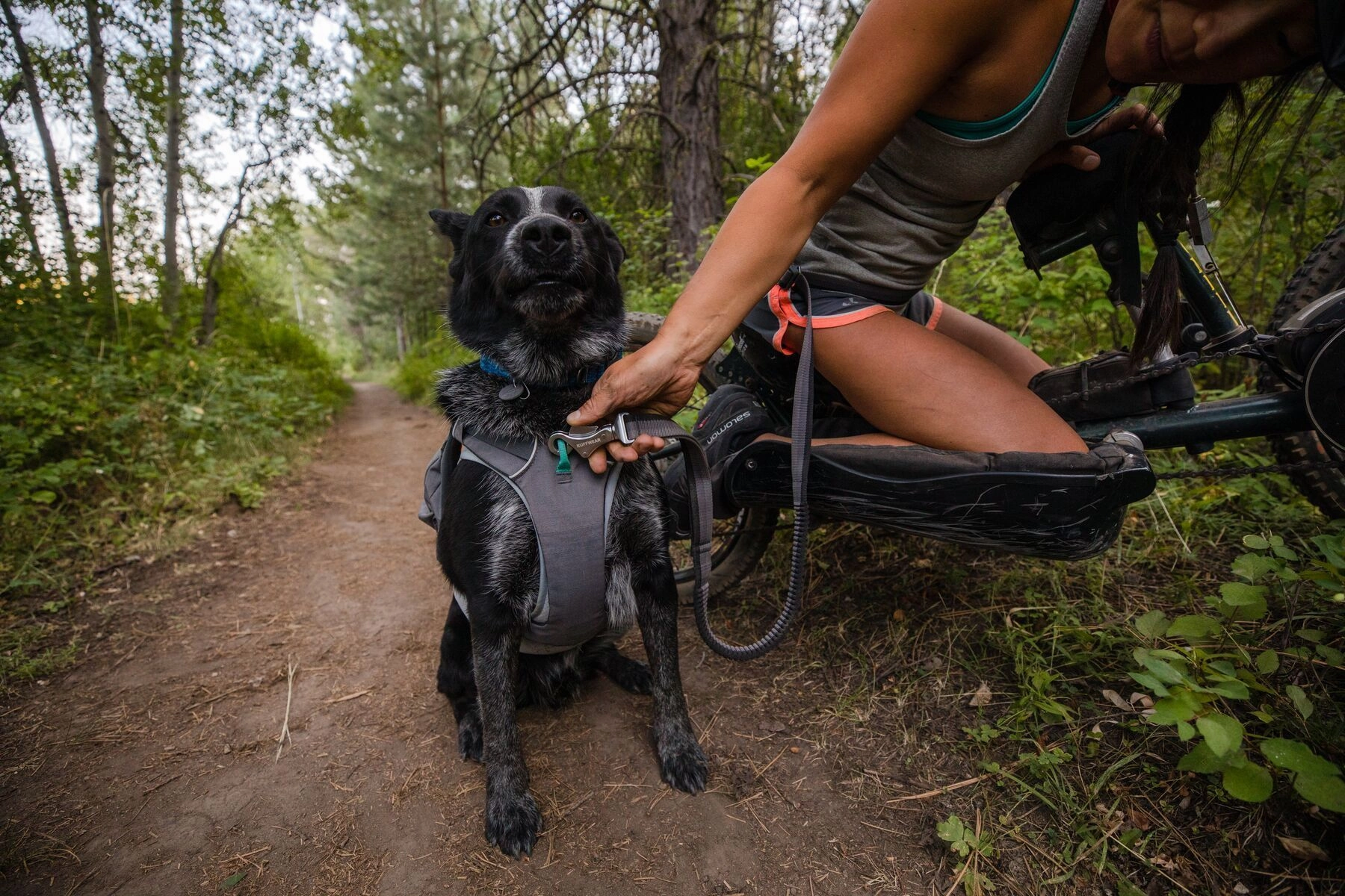 Ruffwear Roamer? Multi-Use Bungee Dog Leash (Granite Gray)
