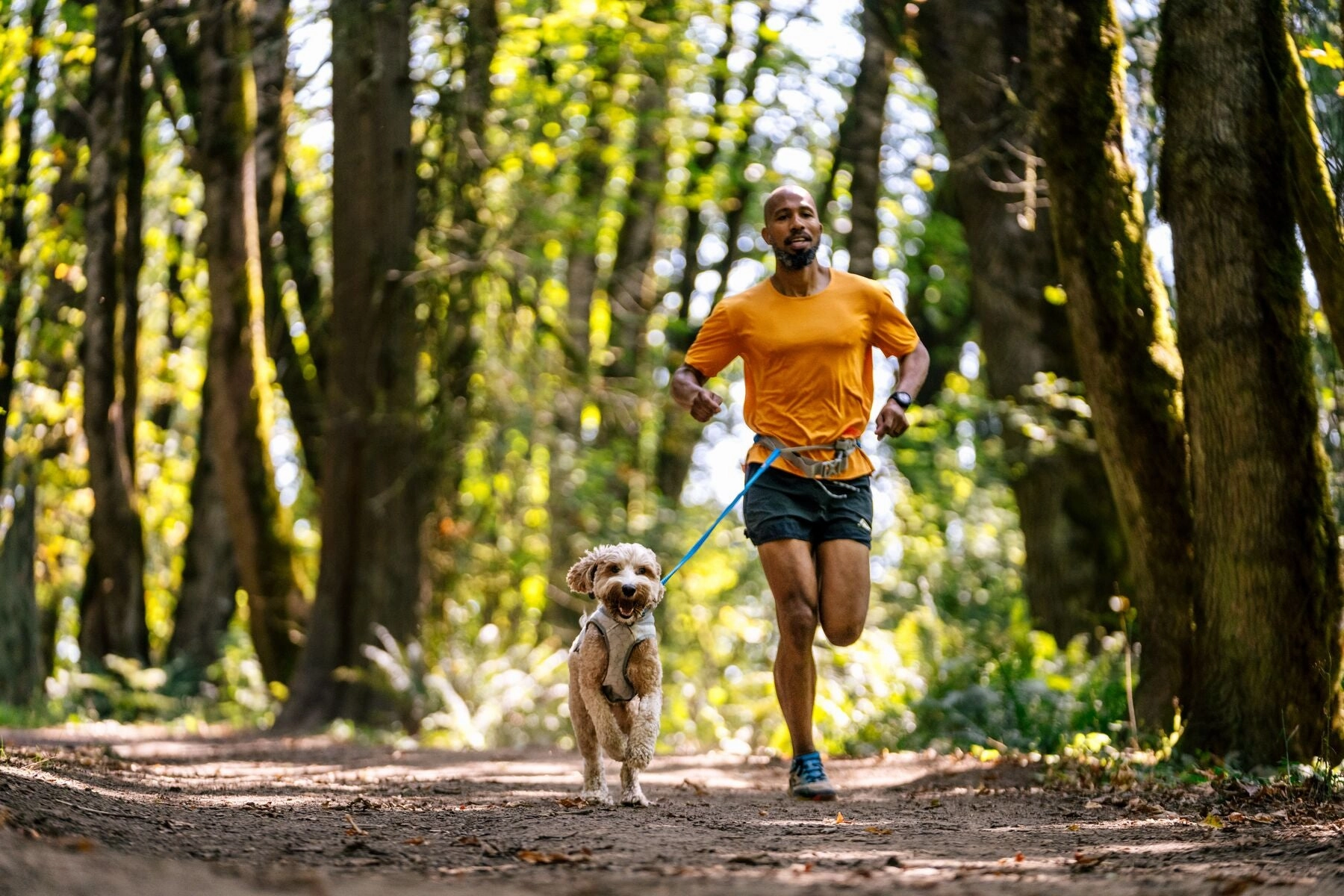 Ruffwear Swamp Cooler? Reflective Cooling Dog Vest (Biolumin Blue)