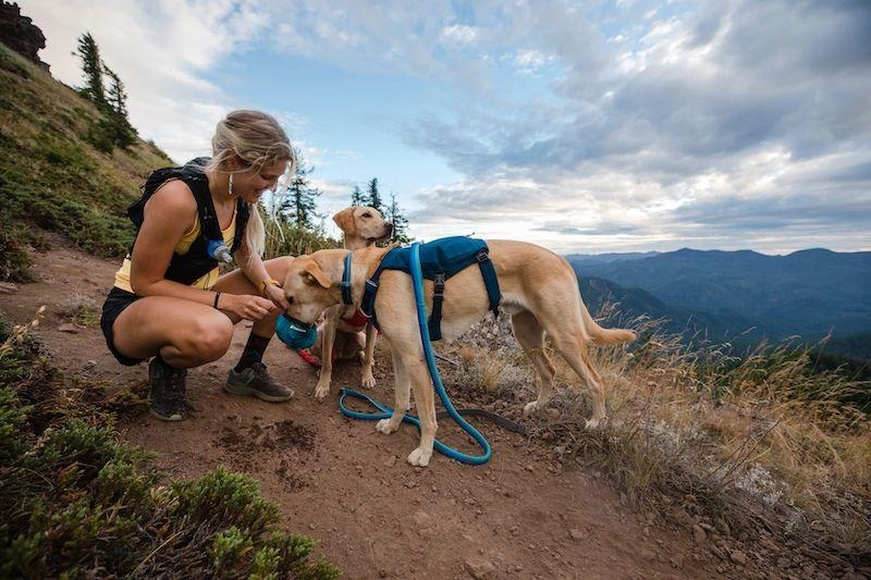 Ruffwear Switchbak? Padded With Pockets Dog Harness (Blue Moon)