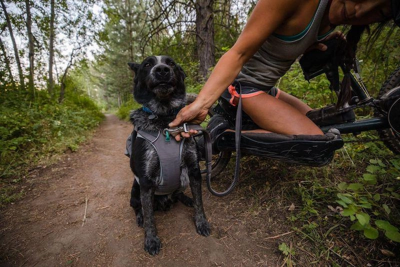 Ruffwear Switchbak? Padded With Pockets Dog Harness (Granite Gray)