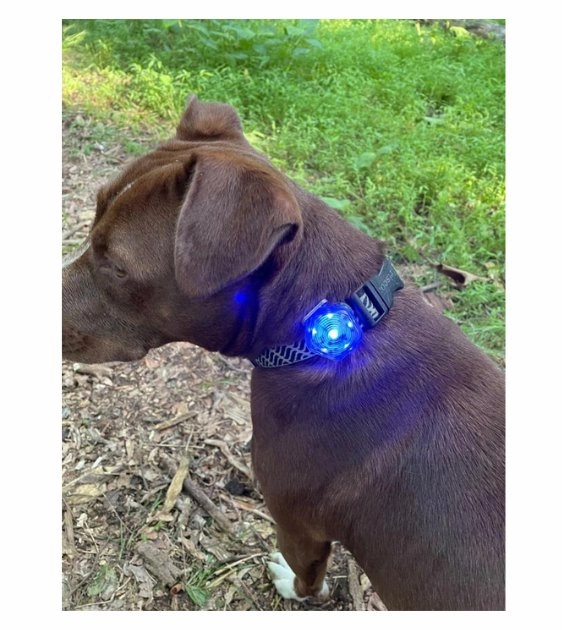 Ruffwear The Beacon? Waterproof LED Safety Collar Light
