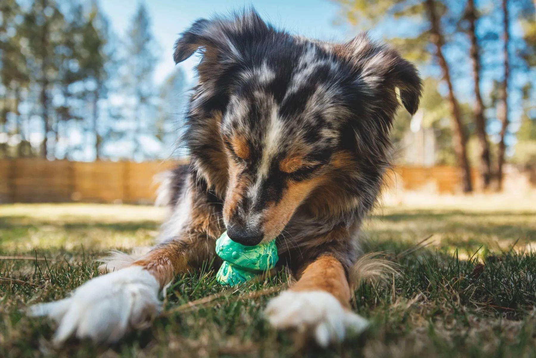 Ruffwear Toadstool Chew Resistant Treat Dispensing Dog Toy (Moss Green)
