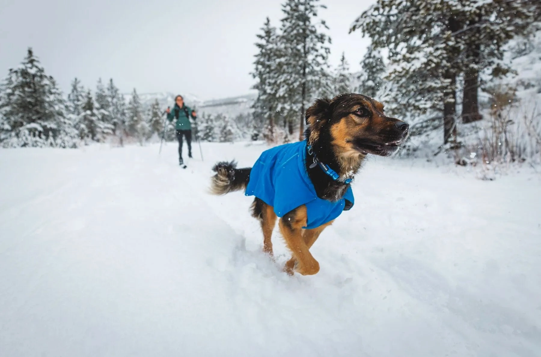 Ruffwear Top Rope? Reflective Ballasted Dog Collar (Blue Pool)
