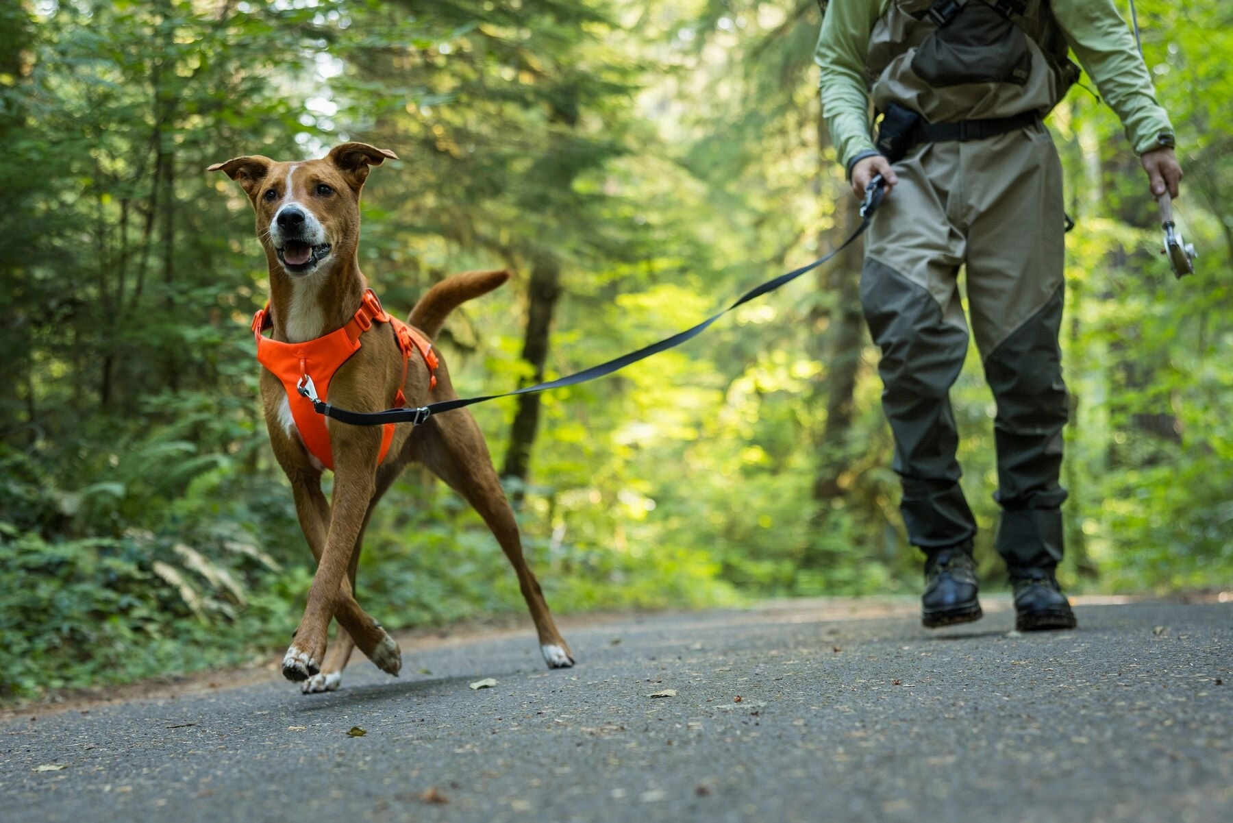 Ruffwear Web Master? Dog Harness with Neck Buckle and Handle (Blaze Orange)