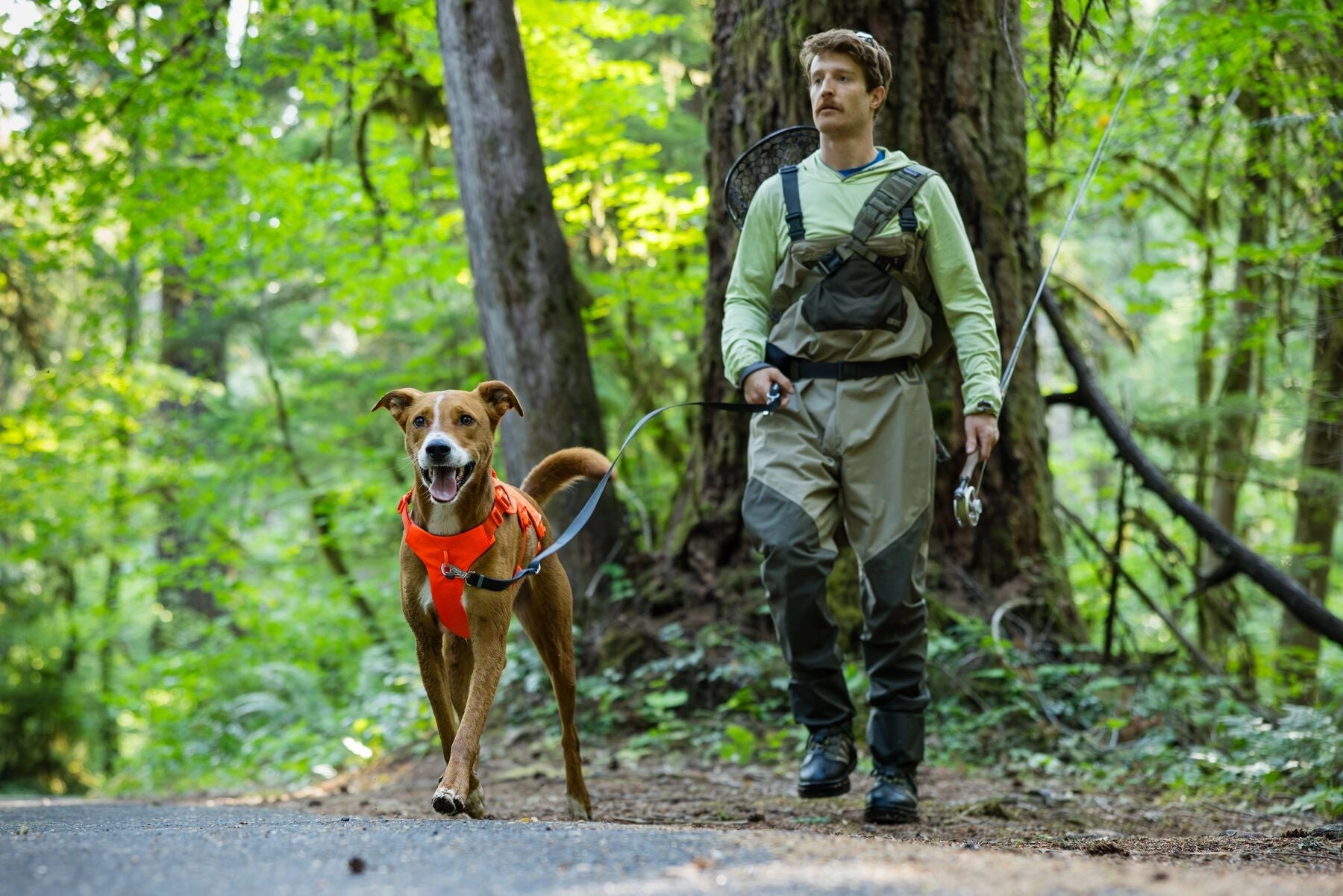 Ruffwear Web Master? Dog Harness with Neck Buckle and Handle (Blaze Orange)