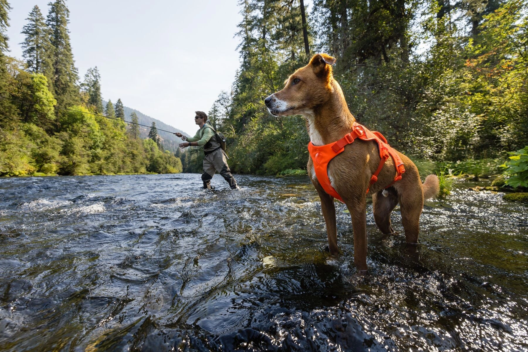 Ruffwear Web Master? Dog Harness with Neck Buckle and Handle (Blaze Orange)