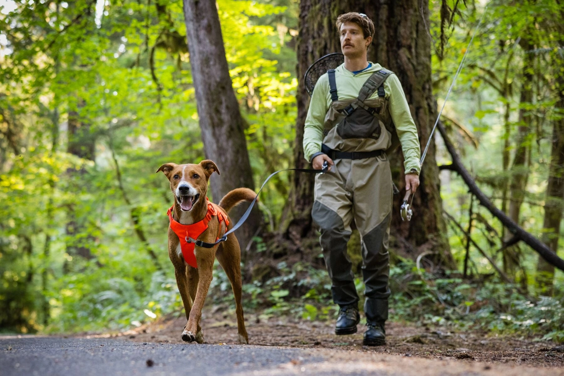 Ruffwear Web Master? Dog Harness with Neck Buckle and Handle (Blaze Orange)