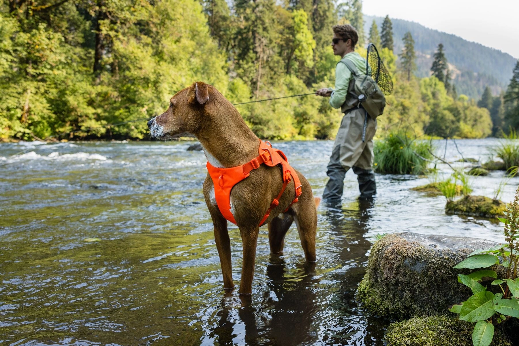 Ruffwear Web Master? Dog Harness with Neck Buckle and Handle (Blaze Orange)