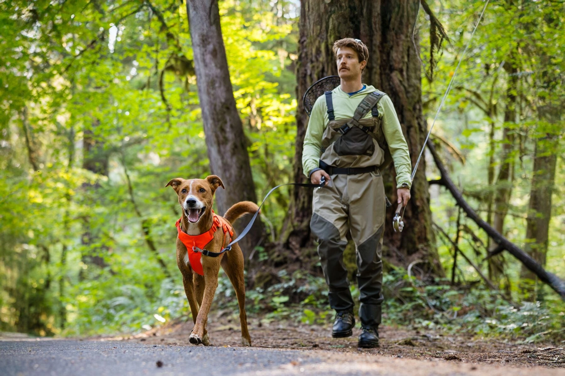 Ruffwear Web Master? Dog Harness with Neck Buckle and Handle (Blaze Orange)