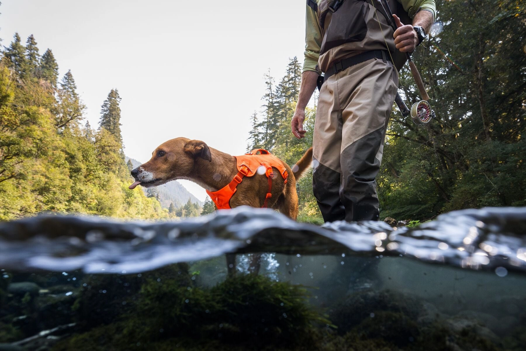 Ruffwear Web Master? Dog Harness with Neck Buckle and Handle (Blaze Orange)