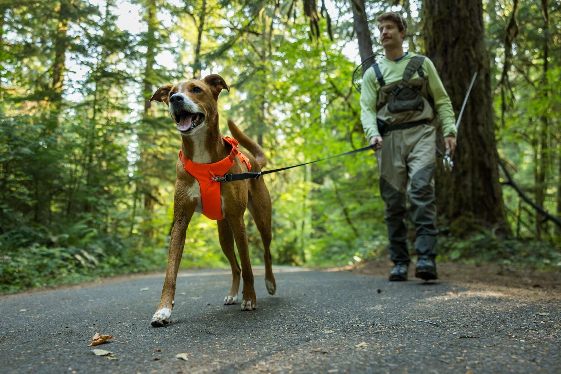 Ruffwear Web Master? Dog Harness with Neck Buckle and Handle (Blaze Orange)
