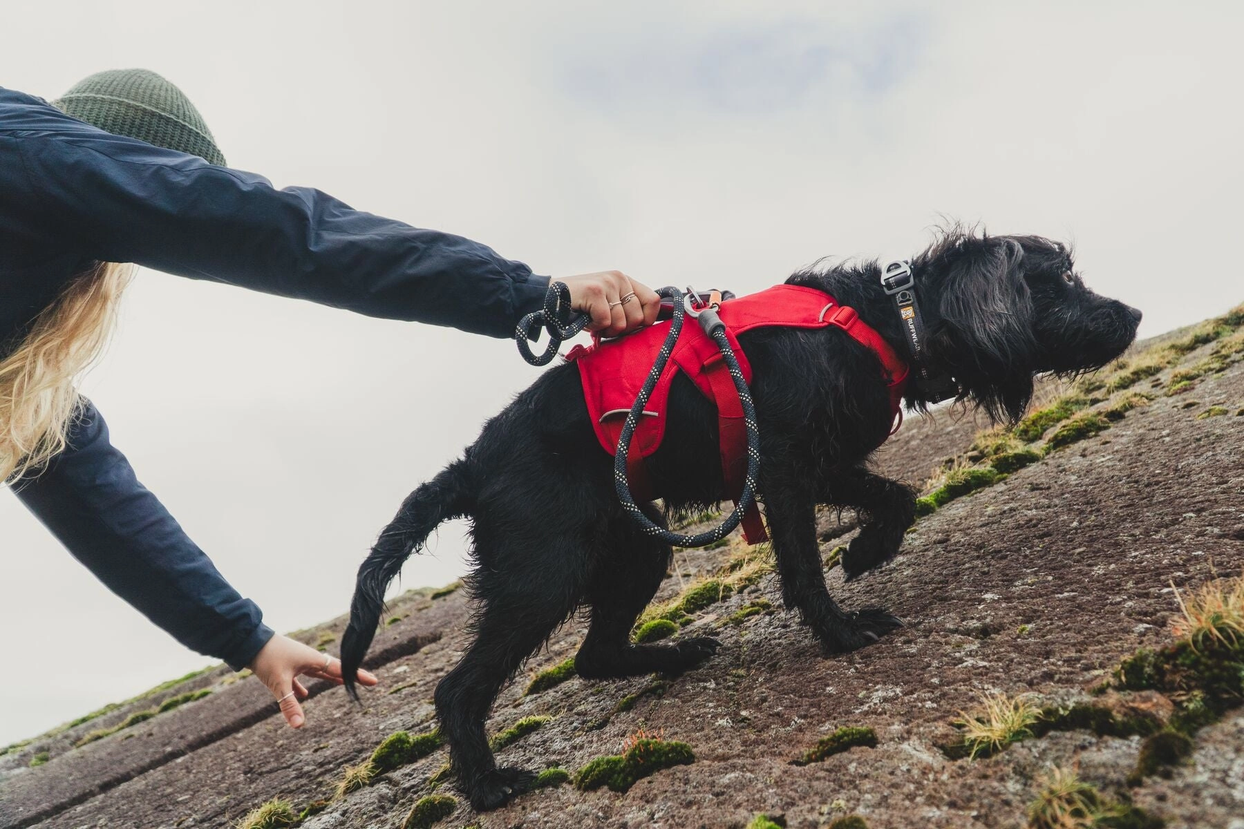 Ruffwear Web Master? Dog Harness with Neck Buckle and Handle (Red Canyon)