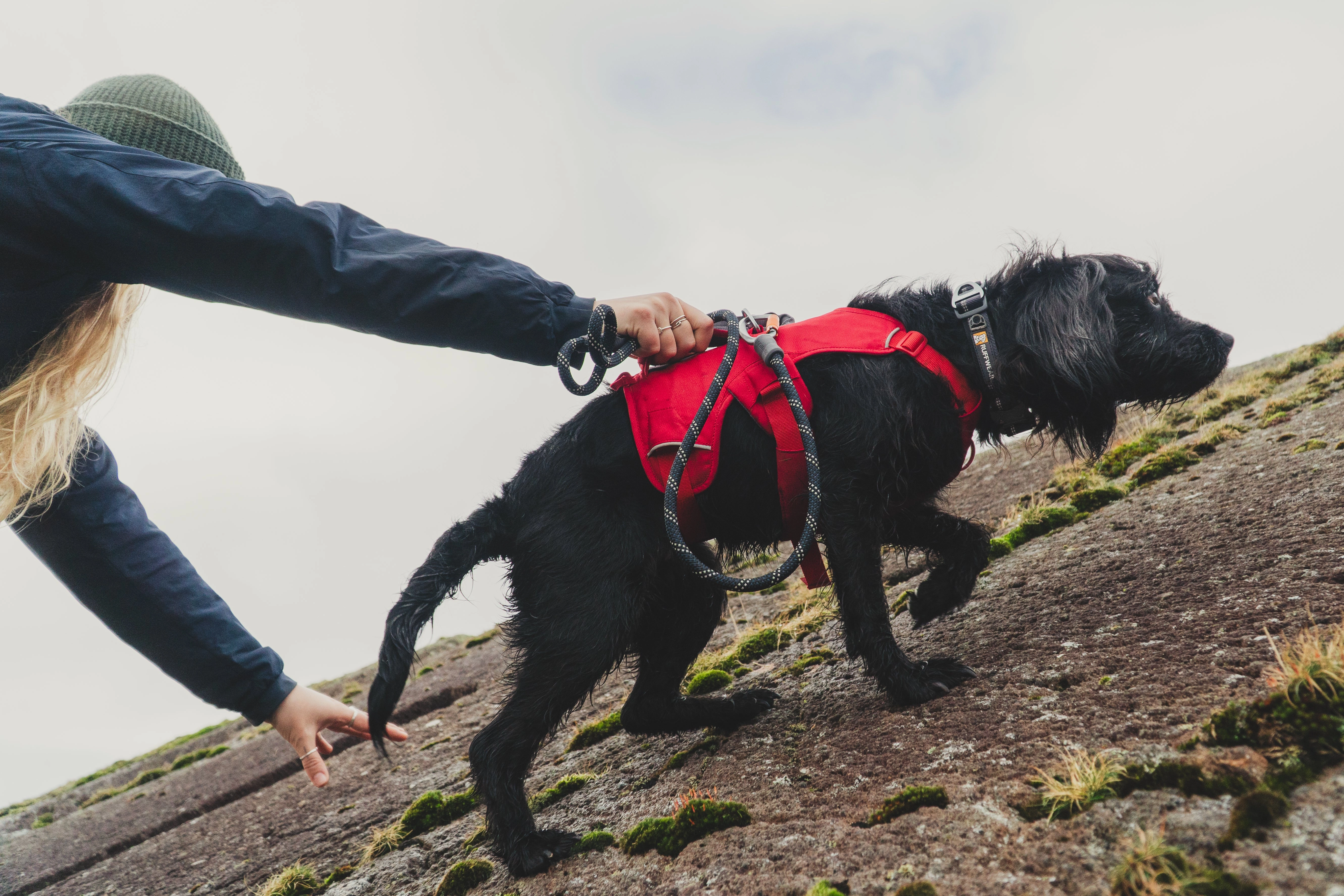 Ruffwear Web Master? Dog Harness with Neck Buckle and Handle (Red Canyon)
