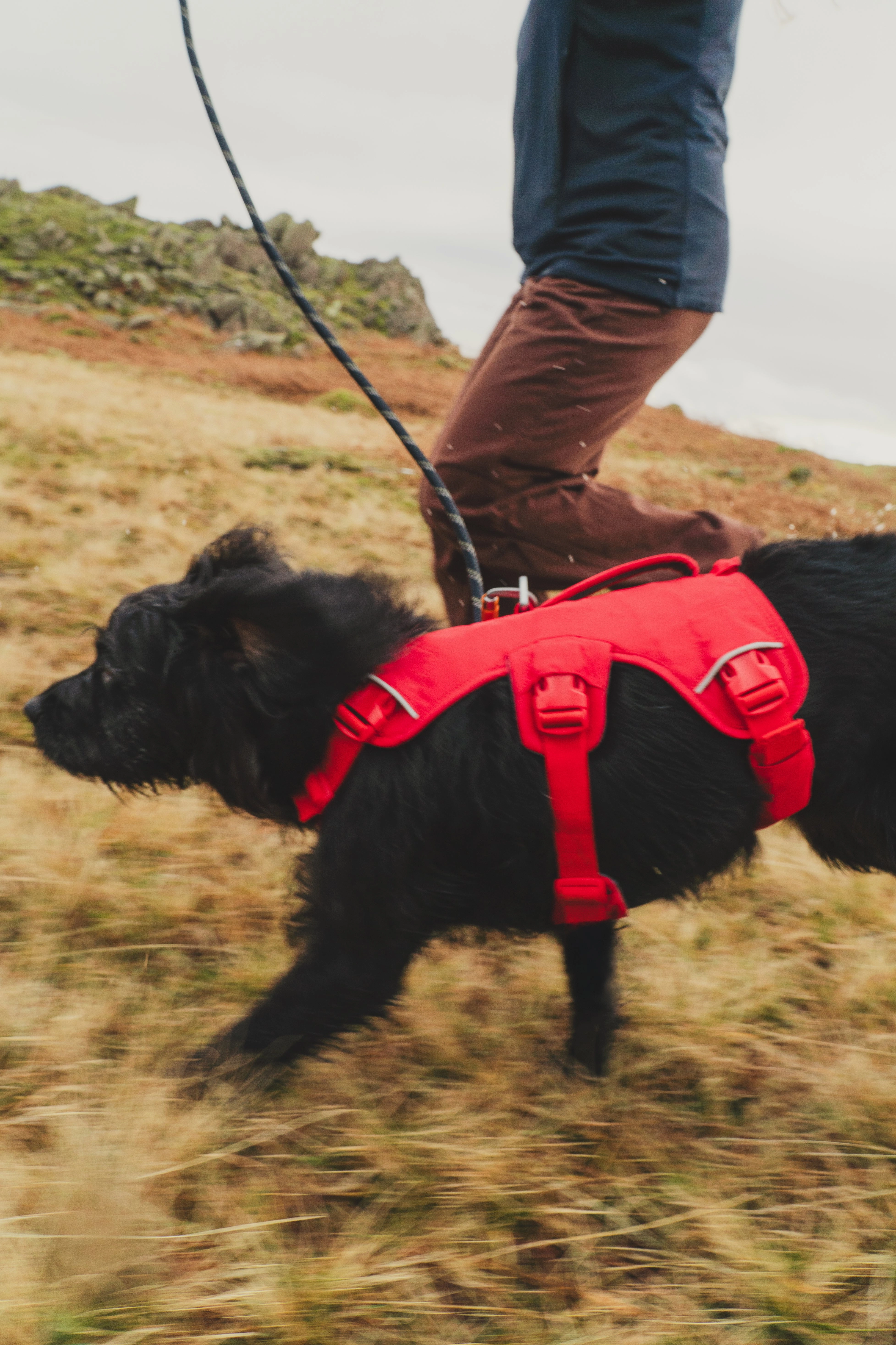 Ruffwear Web Master? Dog Harness with Neck Buckle and Handle (Red Canyon)