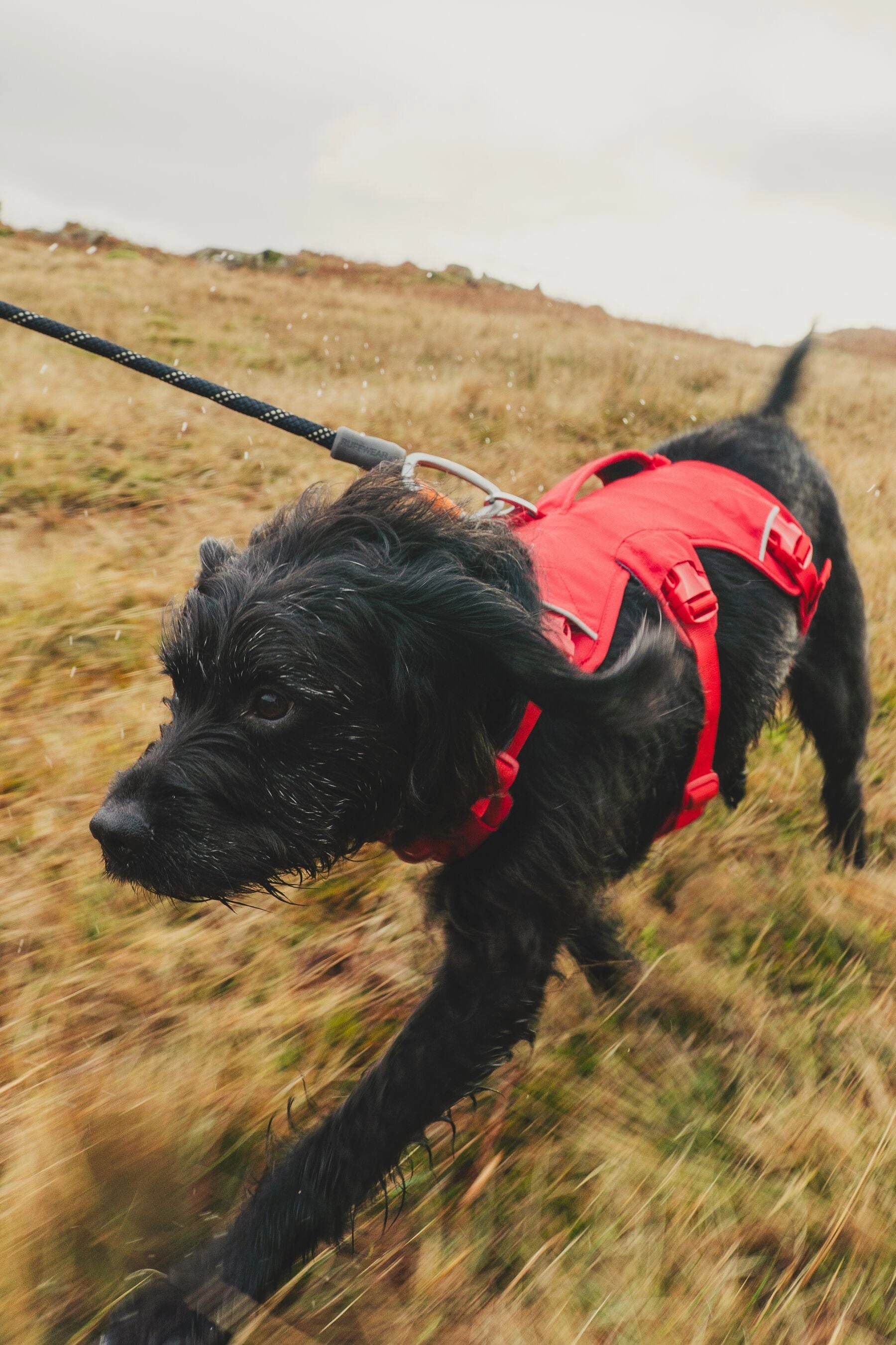 Ruffwear Web Master? Dog Harness with Neck Buckle and Handle (Red Canyon)