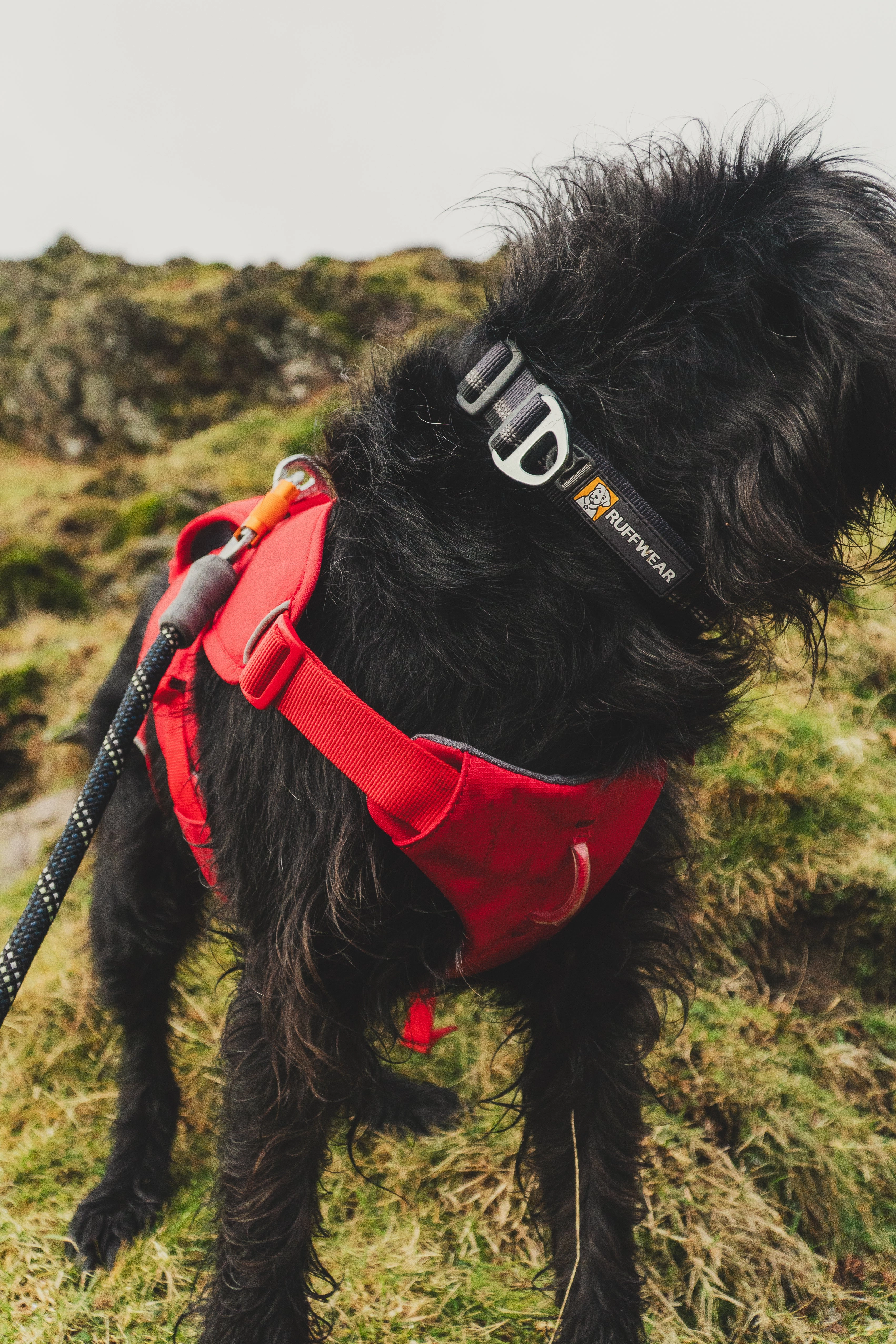 Ruffwear Web Master? Dog Harness with Neck Buckle and Handle (Red Canyon)