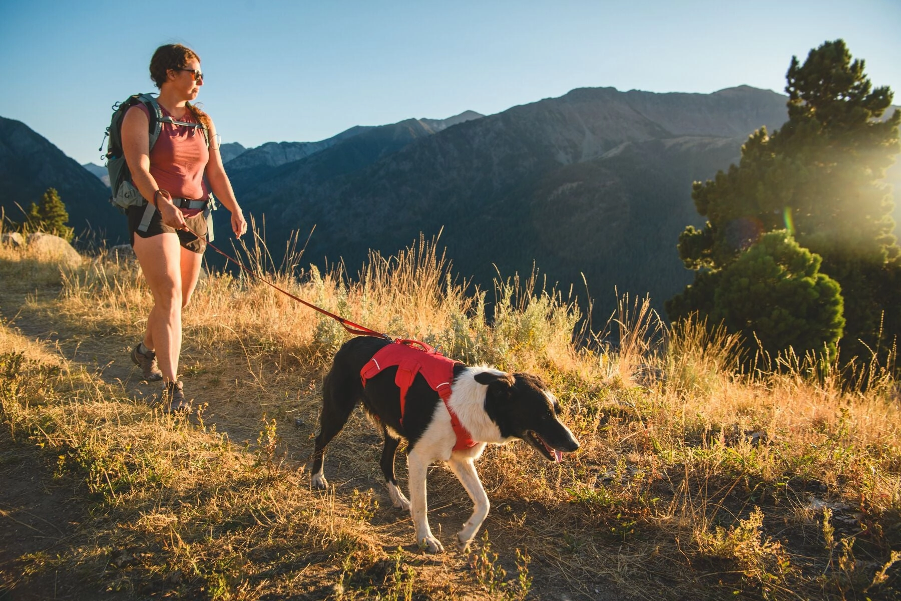 Ruffwear Web Master? Dog Harness with Neck Buckle and Handle (Red Canyon)