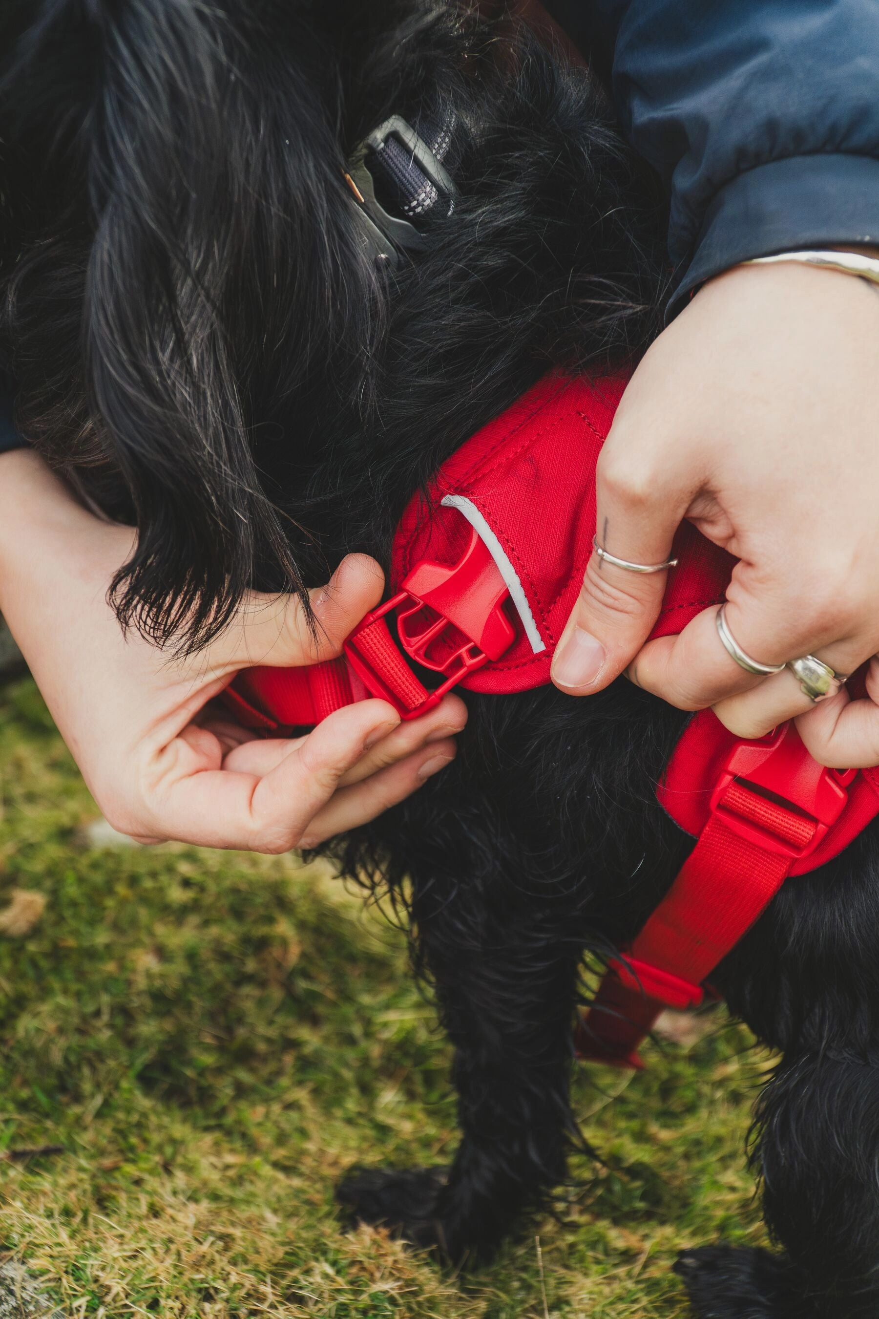 Ruffwear Web Master? Dog Harness with Neck Buckle and Handle (Red Canyon)