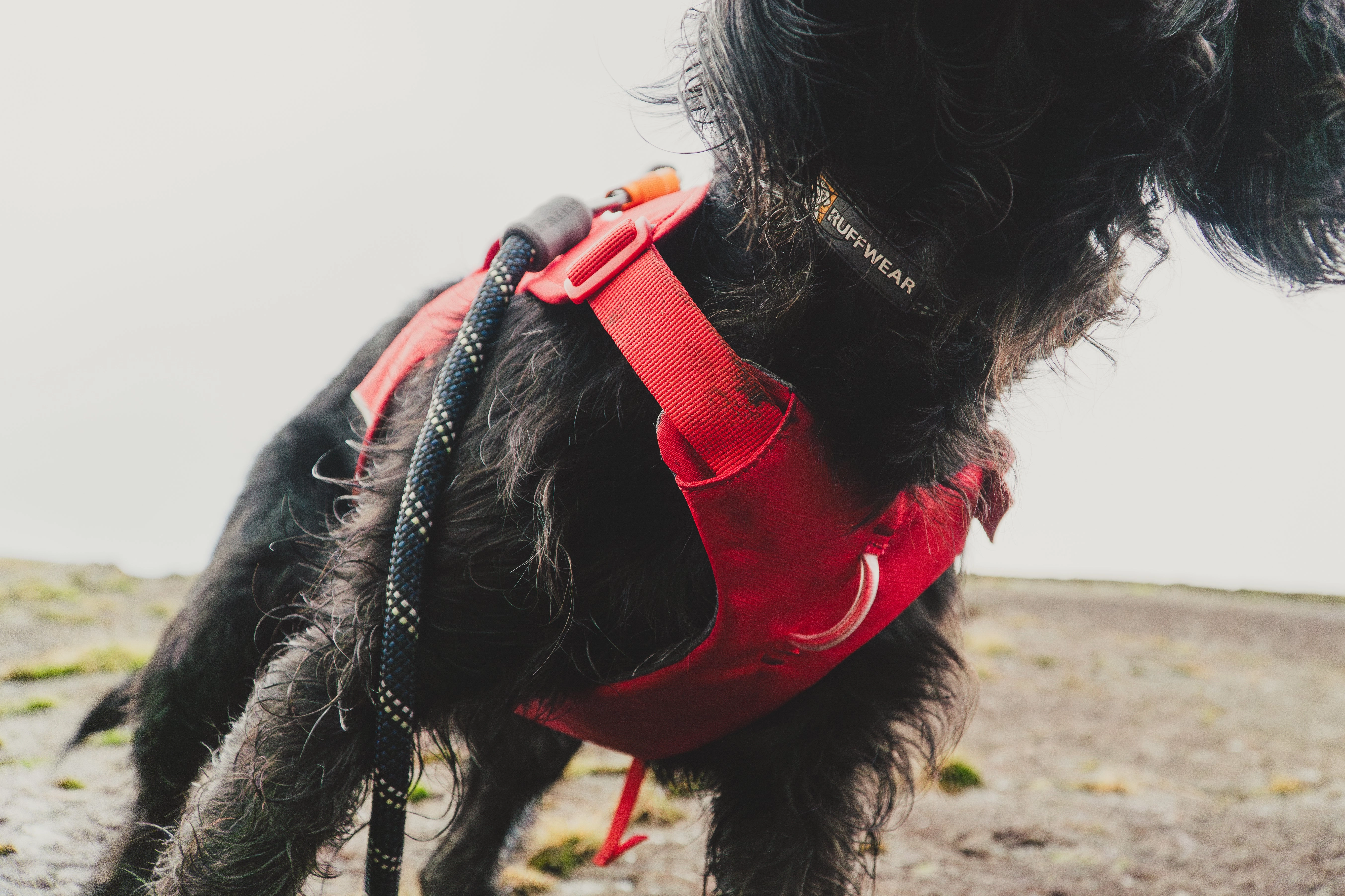 Ruffwear Web Master? Dog Harness with Neck Buckle and Handle (Red Canyon)