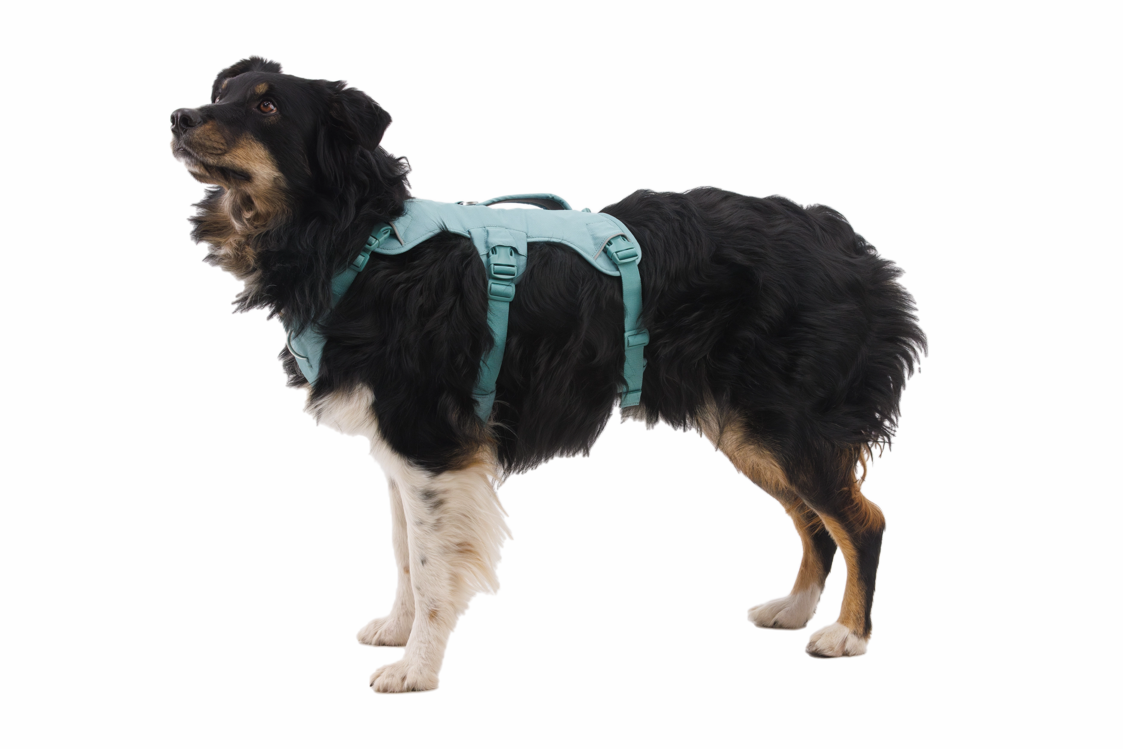 Ruffwear Web Master Dog Harness with Neck Buckle and Handle (River Rock Green)