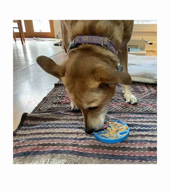 SodaPup Ultra-Durable Enrichment Snacking Coin For Dogs (Round / Yellow Earth)