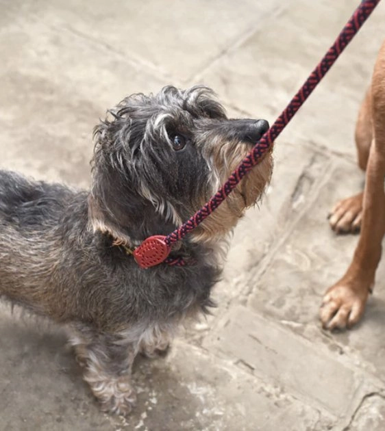 Sophie Allport Rope Collar (Red)