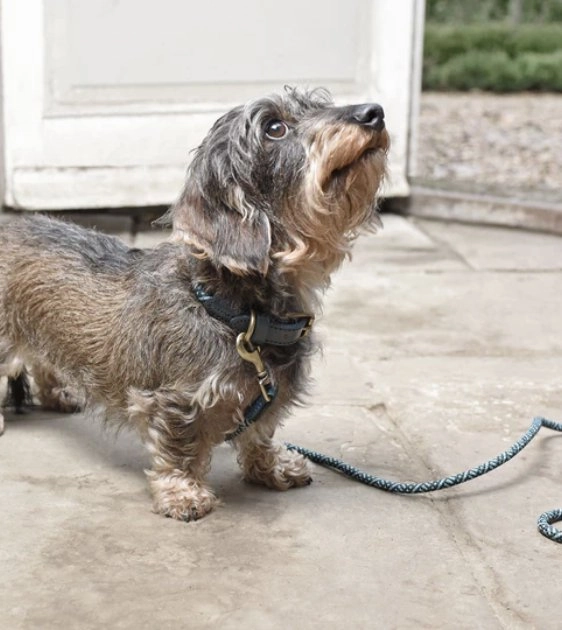 Sophie Allport Rope Collar (Teal)