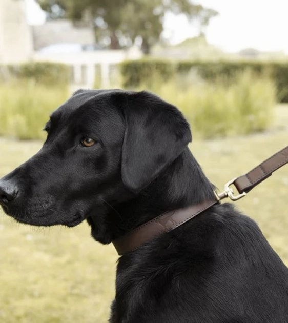 Sophie Allport Woof Leather Dog Collar