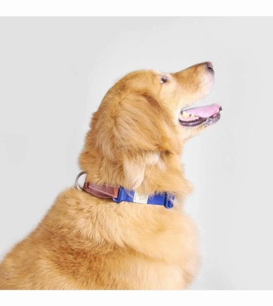Sputnik Leather & Nylon (Blue) Dog Collar