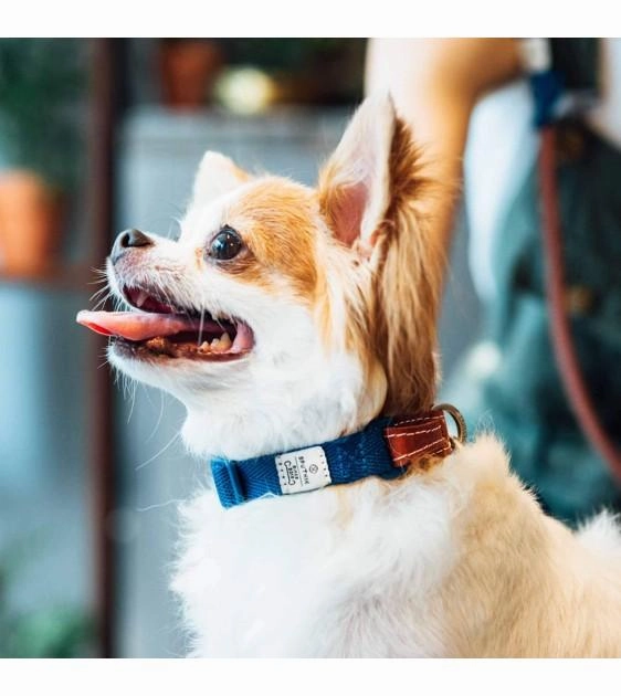 Sputnik Leather & Nylon (Blue) Dog Collar
