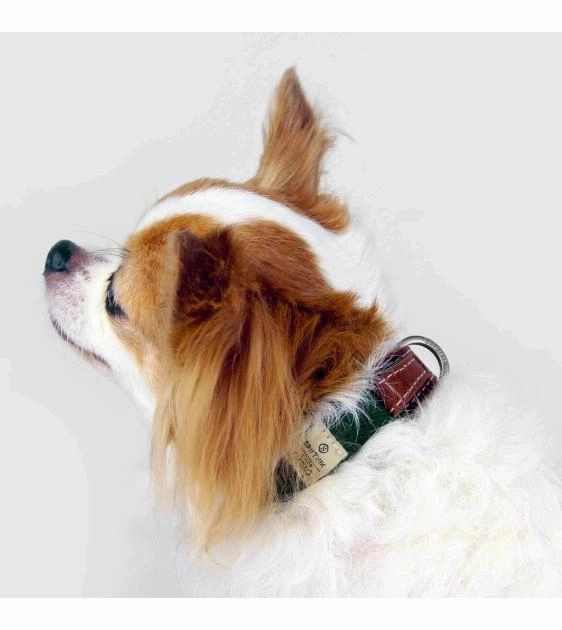 Sputnik Leather & Nylon (Green) Dog Collar